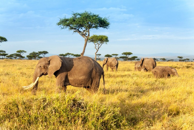 Kenya – Landet der bør være på din bucket liste