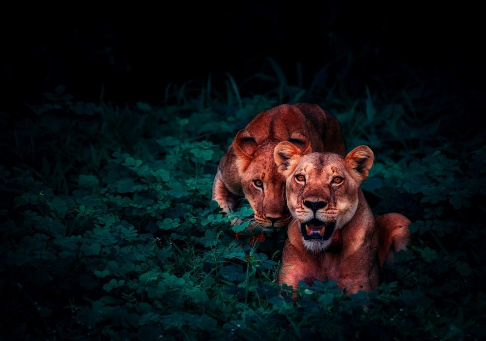 Safari Afrika: A Journey through Time and Nature