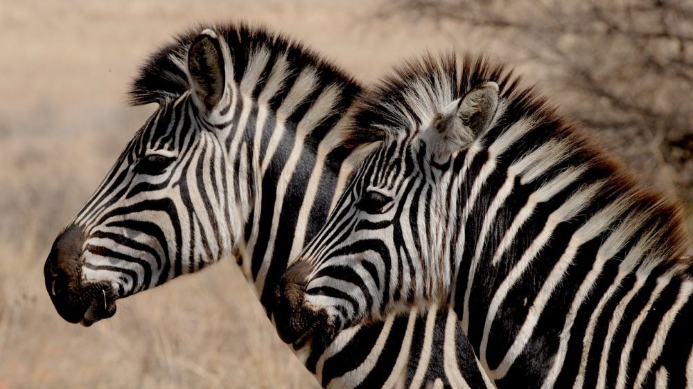 Rejse til Madagaskar: En Episk Oplevelse for Eventyrlystne Rejsende